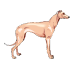 little greyhound icon