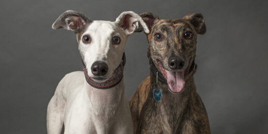 Gpa Louisville Greyhound Adoption In Louisville Ky